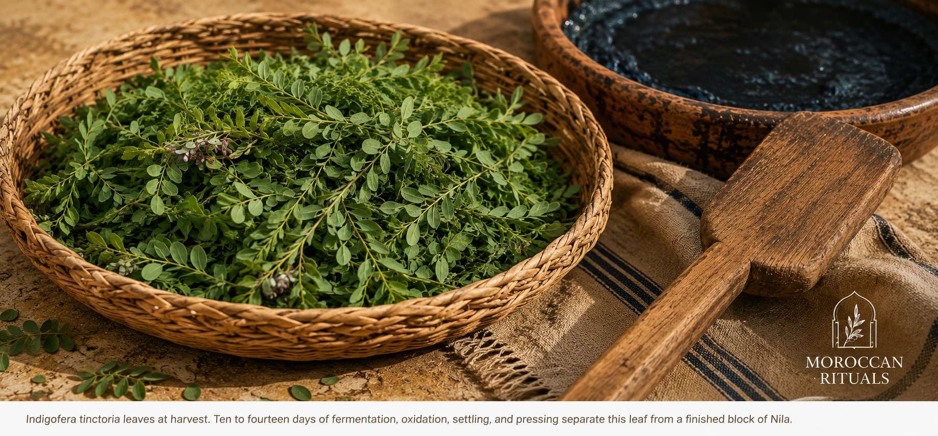 A close view of indigo plant leaves in a shallow woven basket, next to a wooden paddle used for the traditional fermentation process.